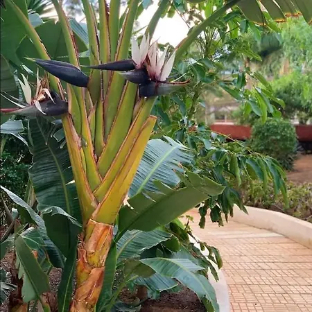 Casa Eneri Apartament Los Cristianos (Tenerife)