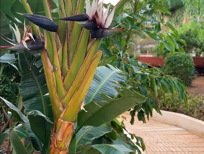 Casa Eneri Apartamento Los Cristianos (Tenerife)